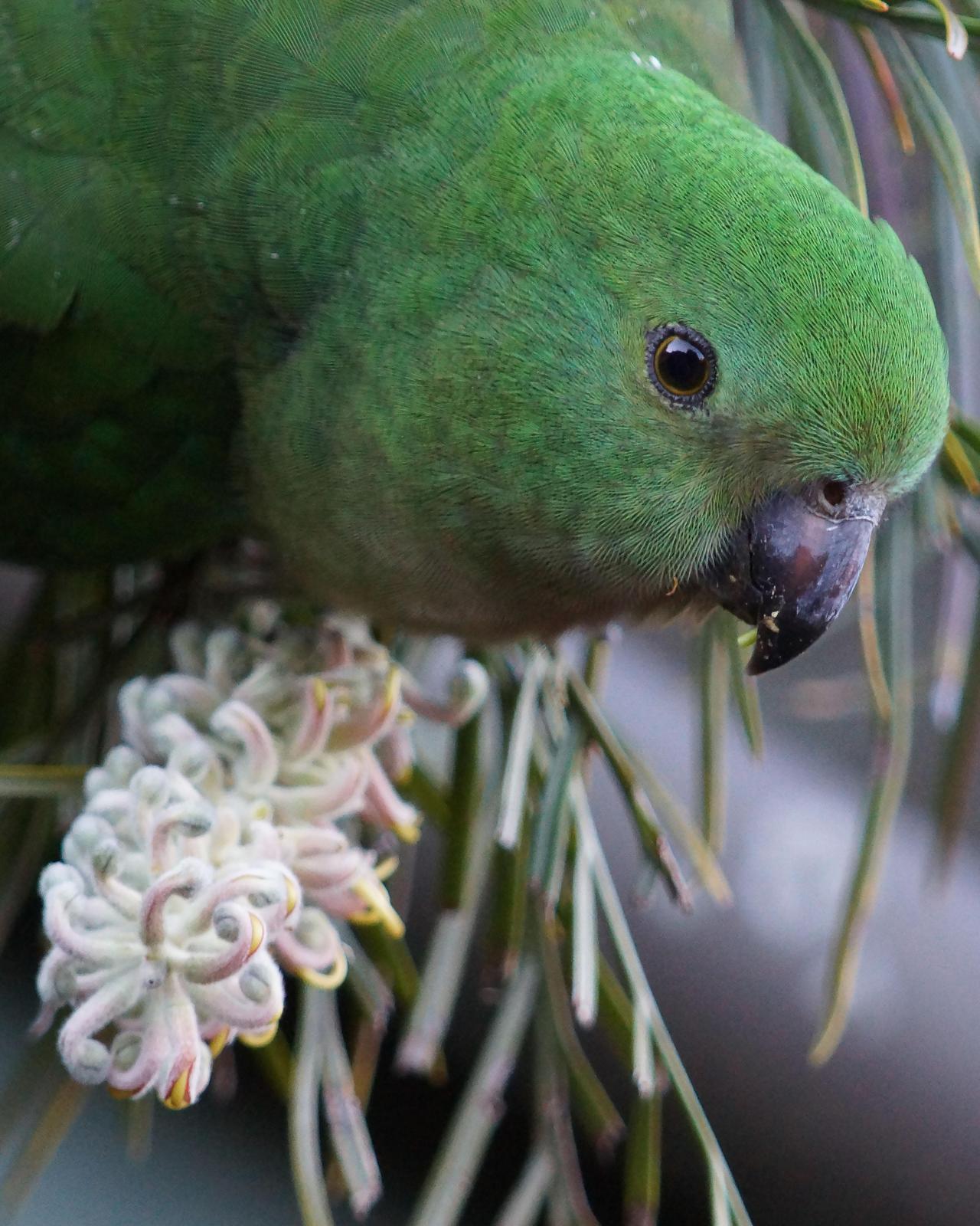 Australian King-Parrot Photo by Steve Percival