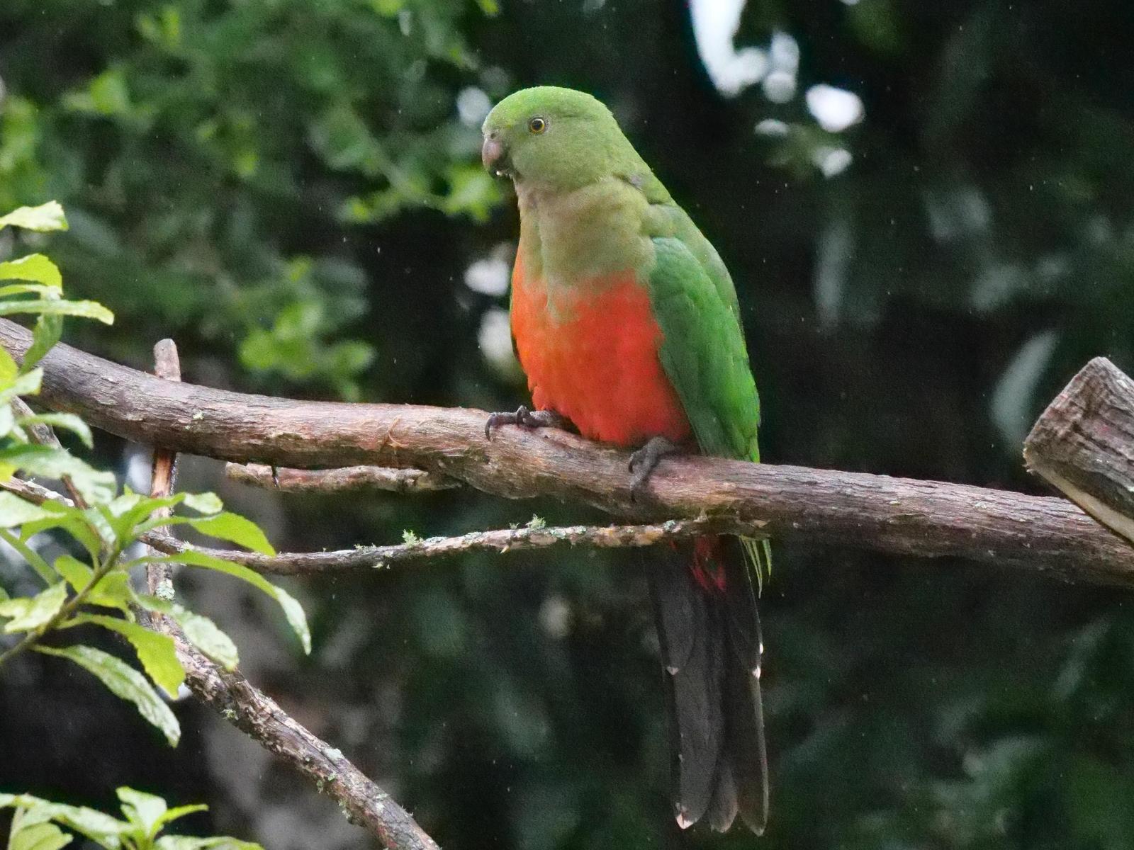 Australian King-Parrot Photo by Peter Lowe