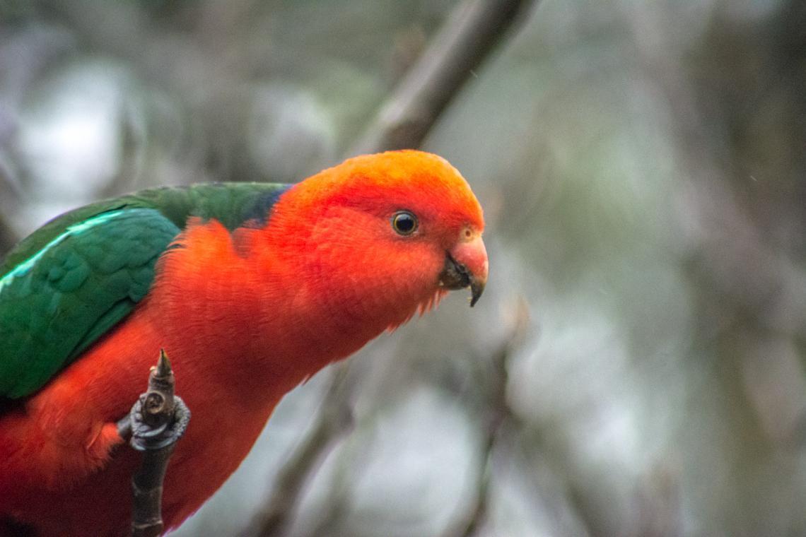 Australian King-Parrot Photo by Kathie Thomas
