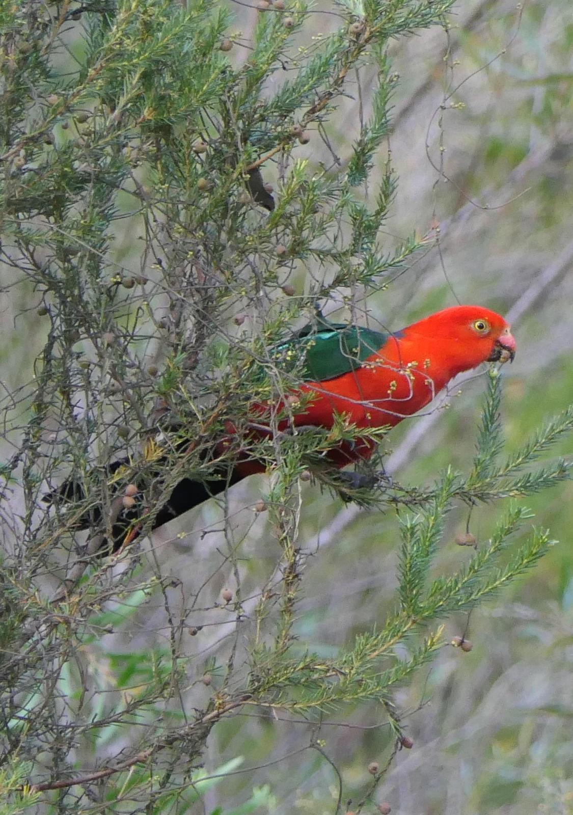 Australian King-Parrot Photo by Randy Siebert