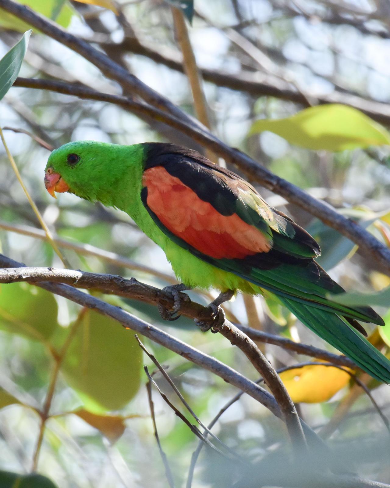 Red-winged Parrot Photo by Steve Percival