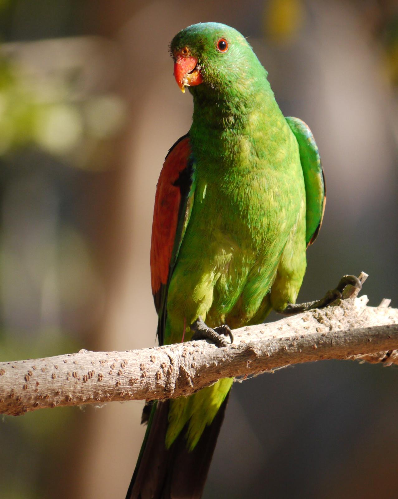 Red-winged Parrot Photo by Peter Lowe