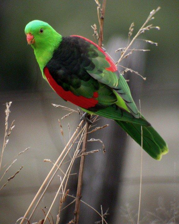 Red-winged Parrot Photo by Mat Gilfedder