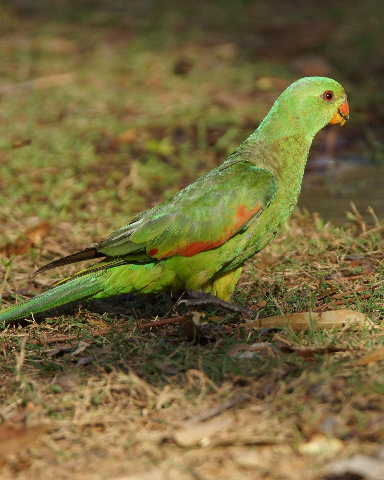 Red-winged Parrot Photo by Steve Percival