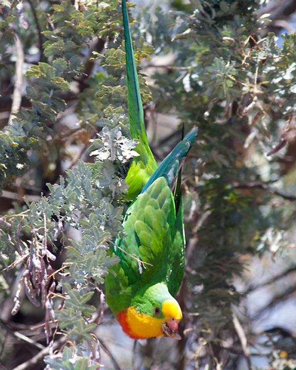 Superb Parrot Photo by Kim McKenzie