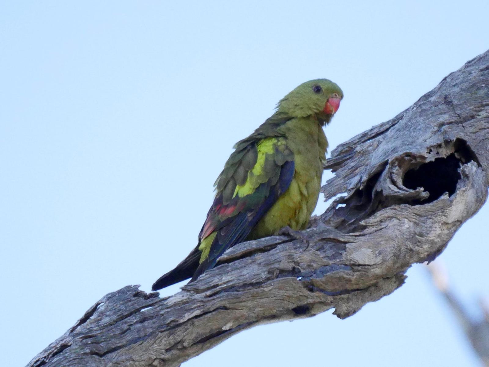 Regent Parrot Photo by Peter Lowe