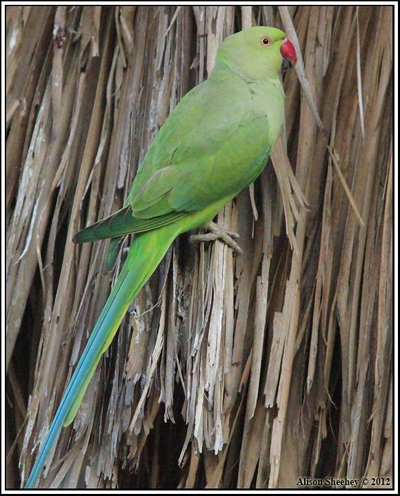 Rose-ringed Parakeet Photo by Alison Sheehey