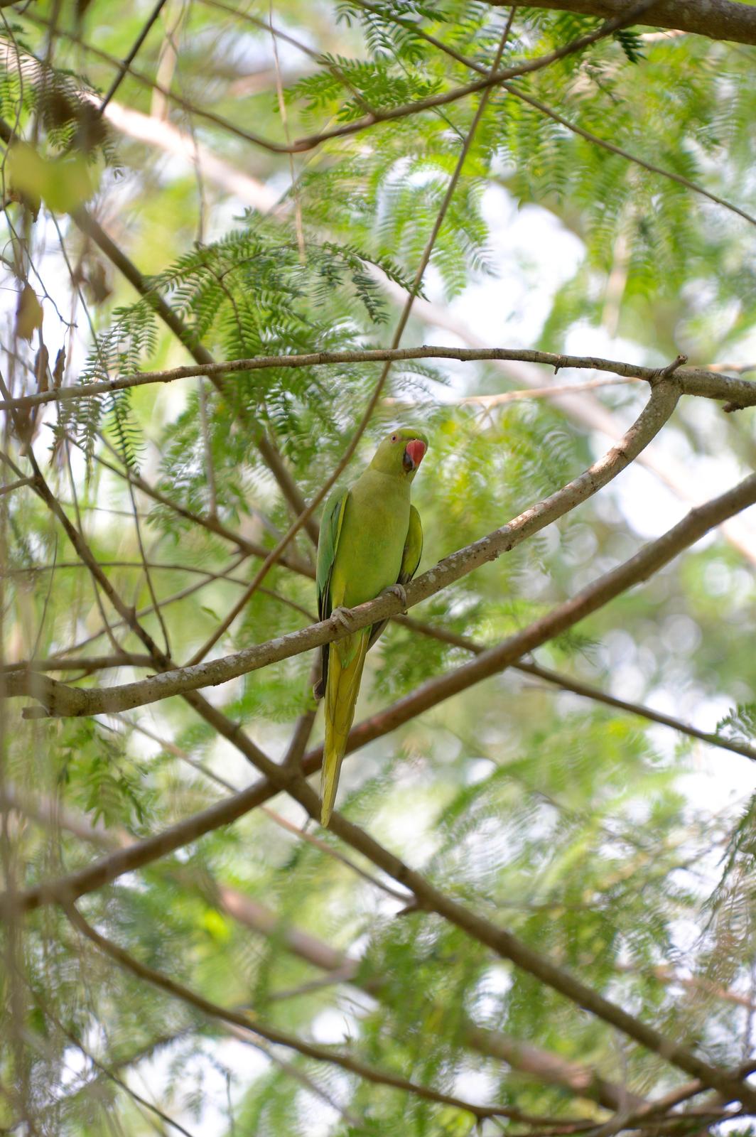 Rose-ringed Parakeet Photo by marcel finlay