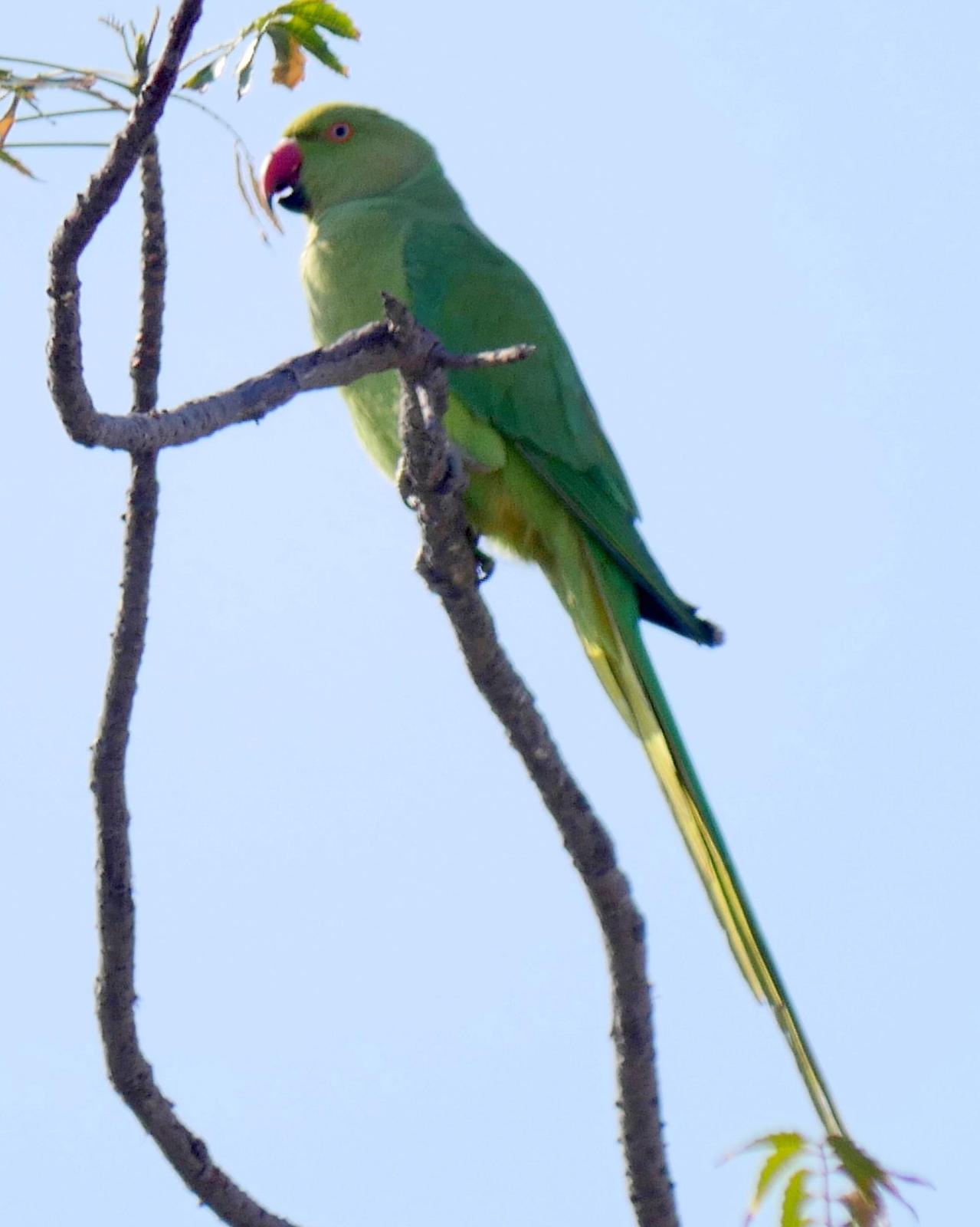Rose-ringed Parakeet Photo by Peter Lowe