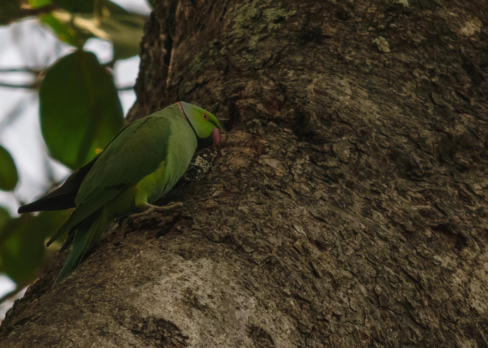 Rose-ringed Parakeet Photo by Keshava Mysore