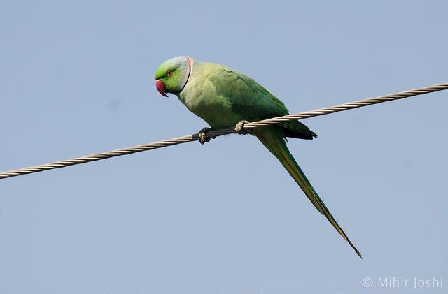 Rose-ringed Parakeet Photo by Mihir Joshi