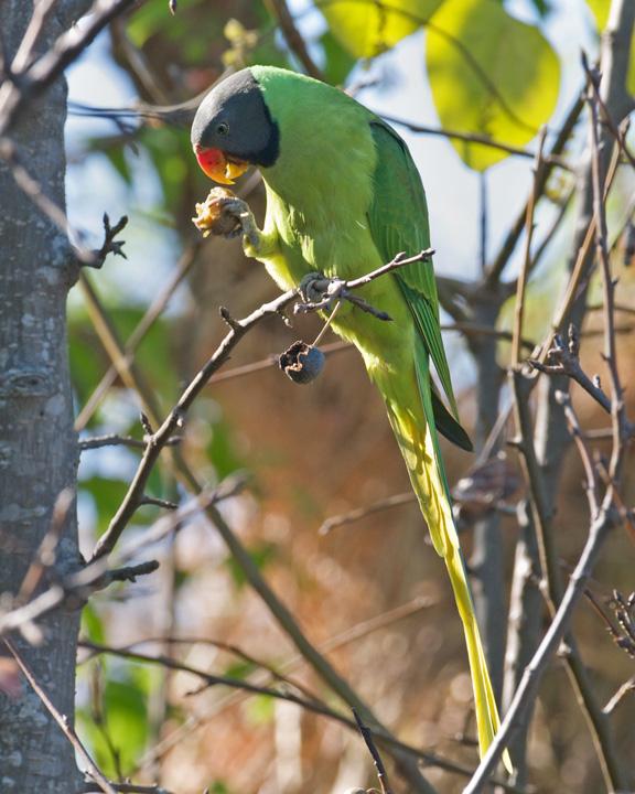 Slaty-headed Parakeet Photo by David Bishop