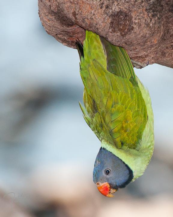 Slaty-headed Parakeet Photo by Rahul Kaushik