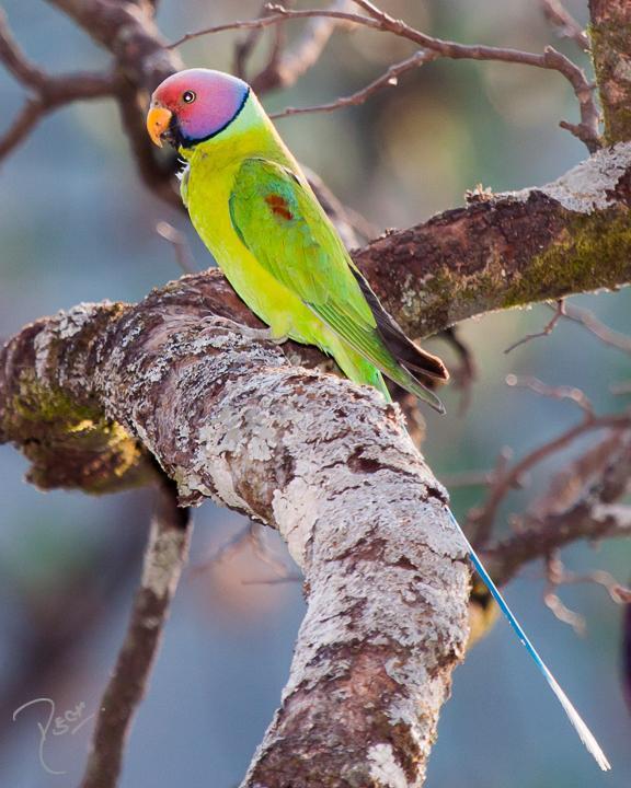 Plum-headed Parakeet Photo by Rahul Kaushik