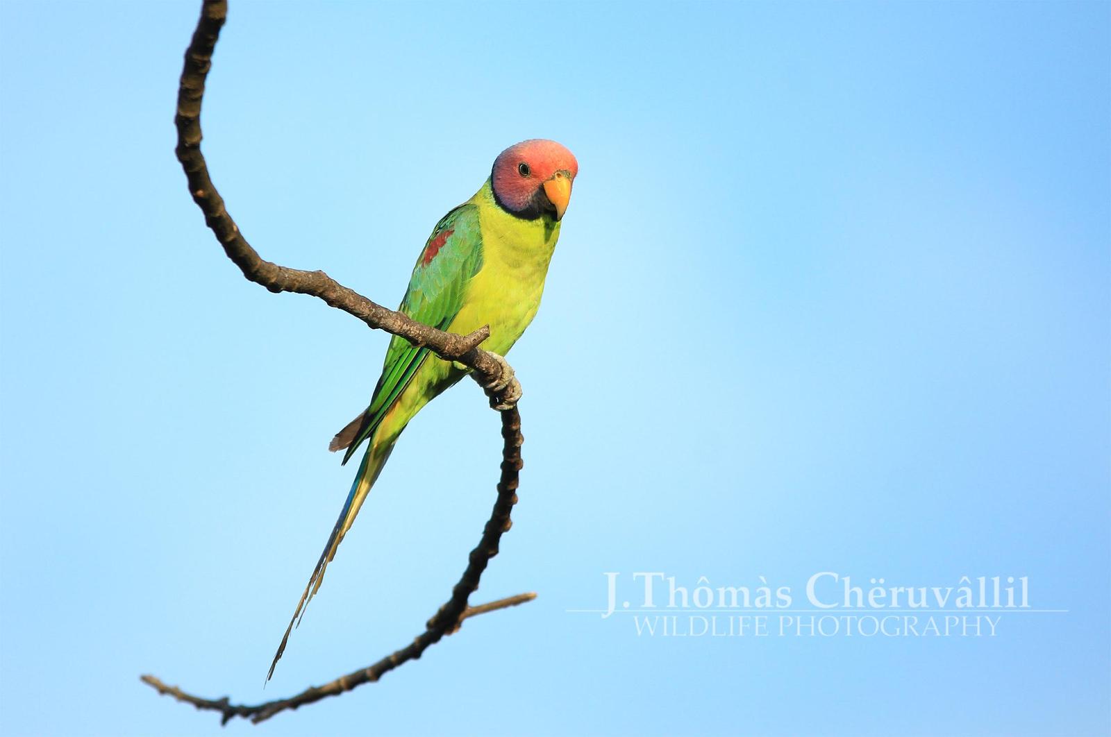 Plum-headed Parakeet Photo by Jinu Thomas 