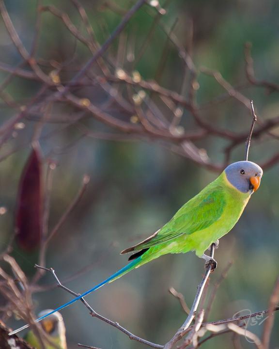 Plum-headed Parakeet Photo by Rahul Kaushik