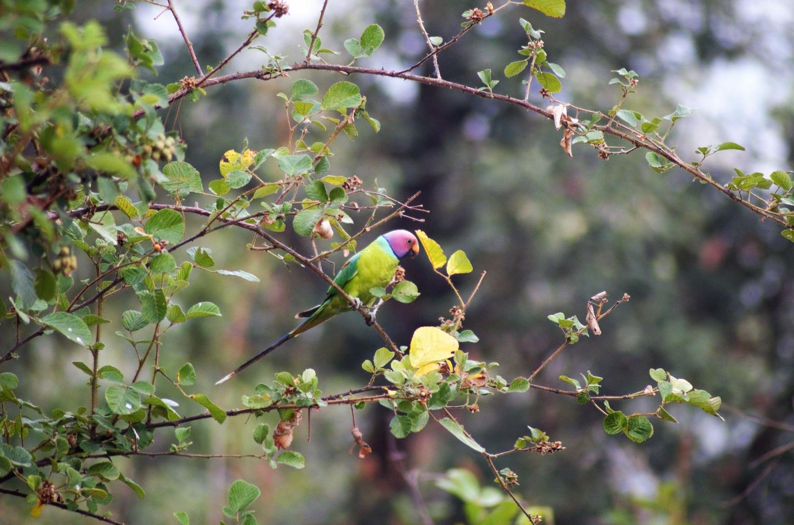 Plum-headed Parakeet Photo by Padma Angmo