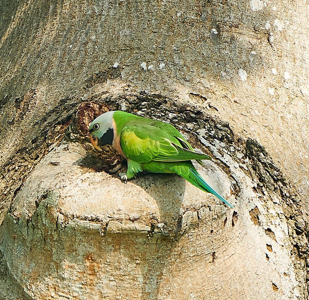 Red-breasted Parakeet Photo by Steven Cheong