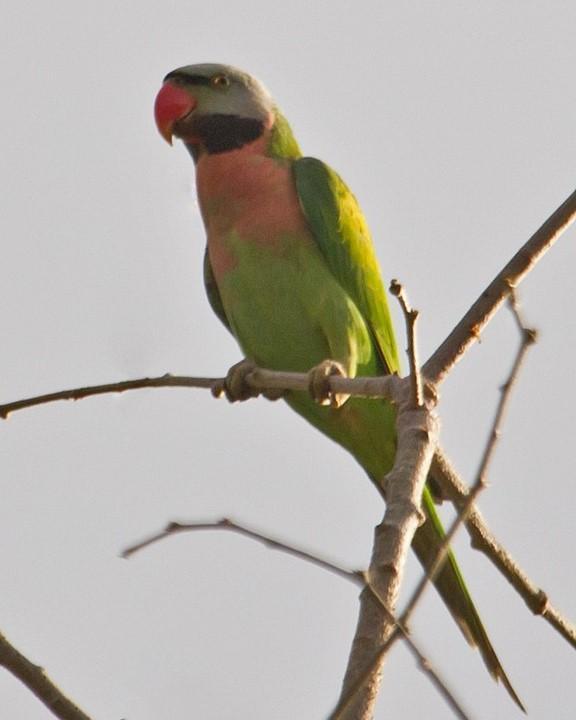 Red-breasted Parakeet Photo by Mat Gilfedder