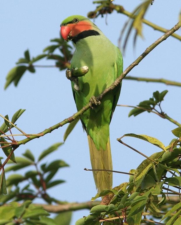 Long-tailed Parakeet Photo by Garima Bhatia