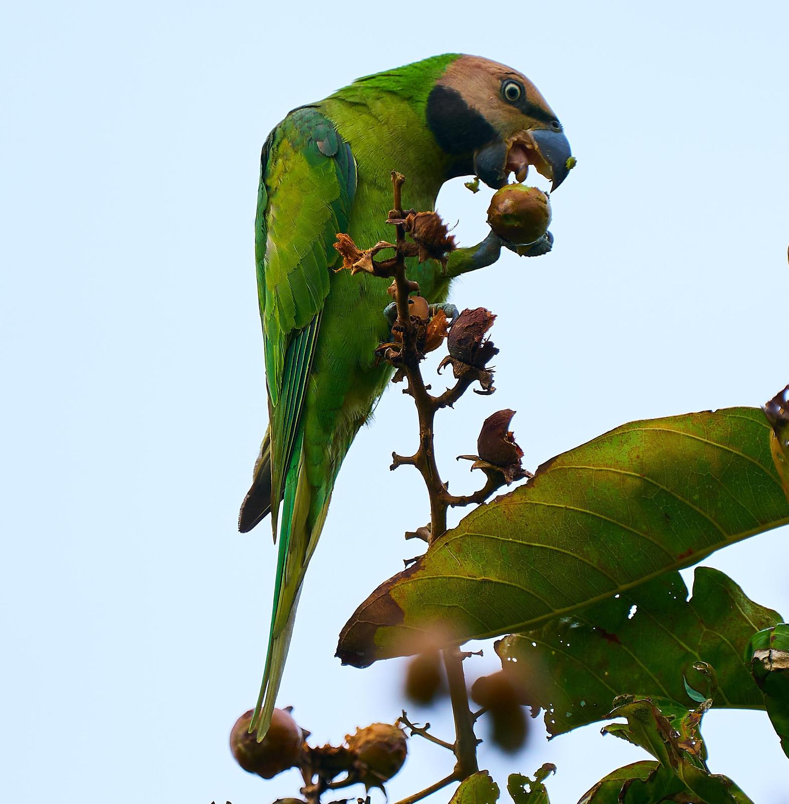 Long-tailed Parakeet Photo by Steven Cheong