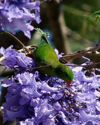 Vernal Hanging-Parrot Photo by Sean Fitzgerald