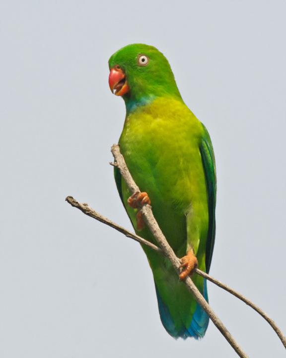 Vernal Hanging-Parrot Photo by David Bishop
