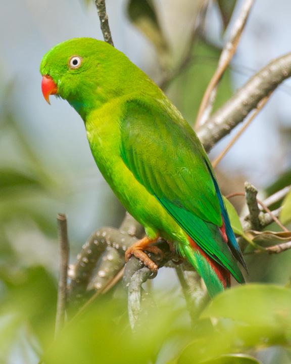 Vernal Hanging-Parrot Photo by David Bishop