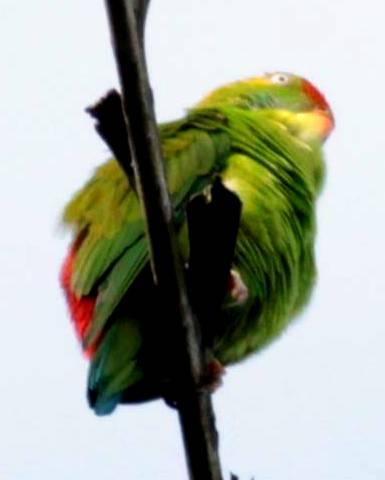 Sri Lanka Hanging-Parrot Photo by Frank Gilliland