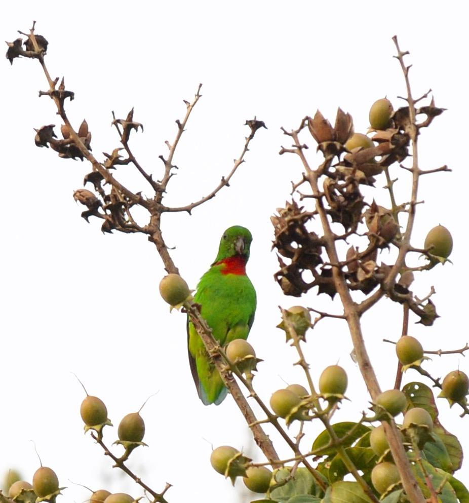 Blue-crowned Hanging-Parrot Photo by marcel finlay