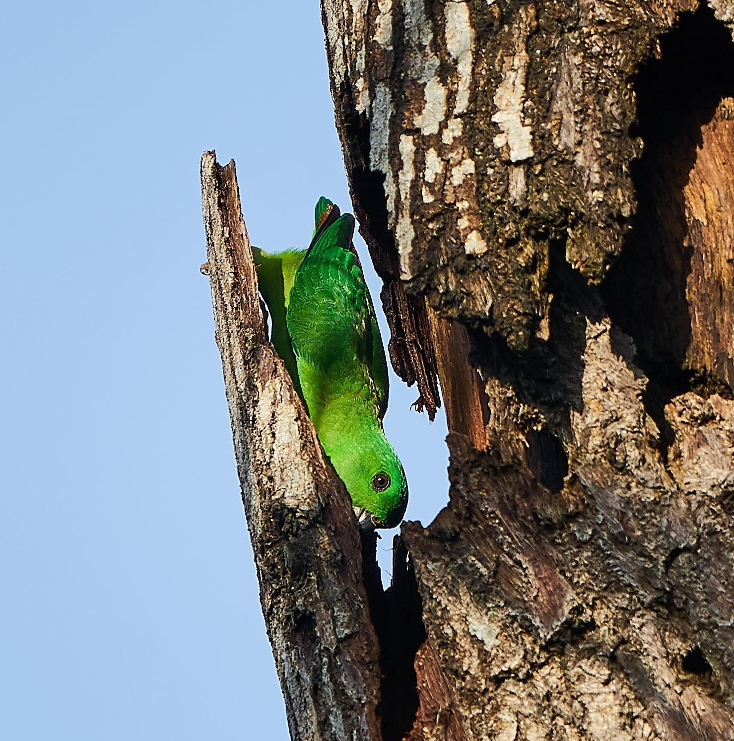 Blue-crowned Hanging-Parrot Photo by Steven Cheong