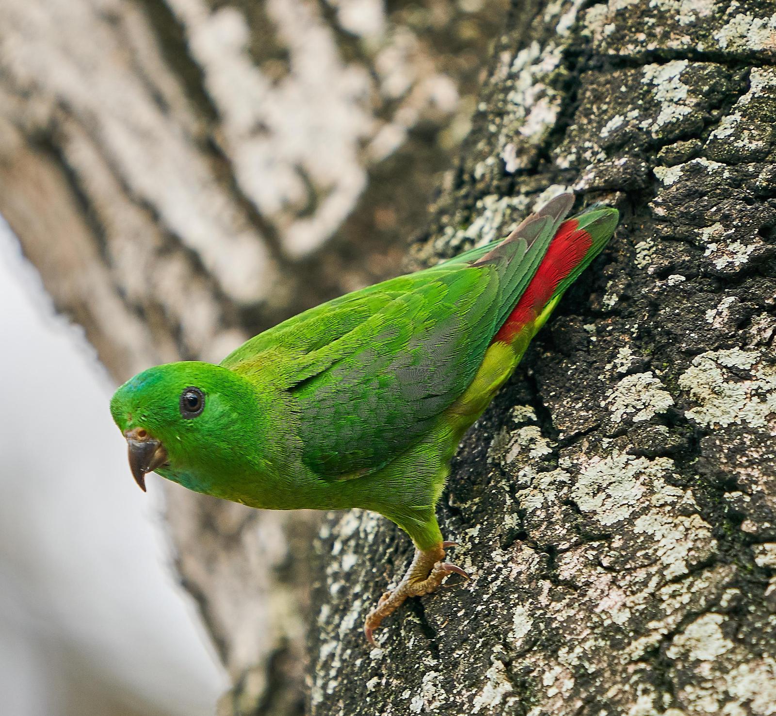 Blue-crowned Hanging-Parrot Photo by Steven Cheong