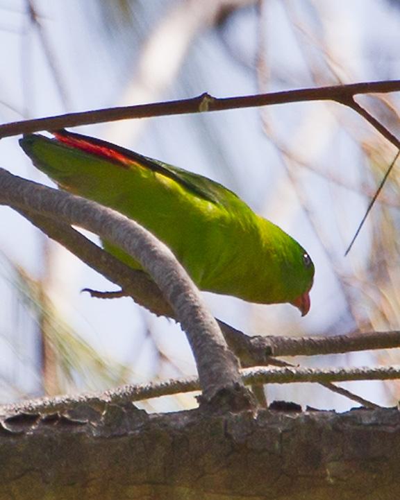 Yellow-throated Hanging-Parrot Photo by Mat Gilfedder
