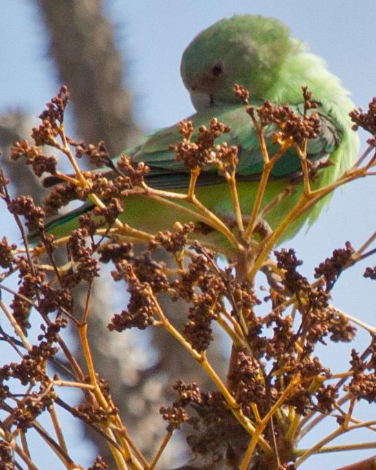 Gray-headed Lovebird Photo by Sue Wright