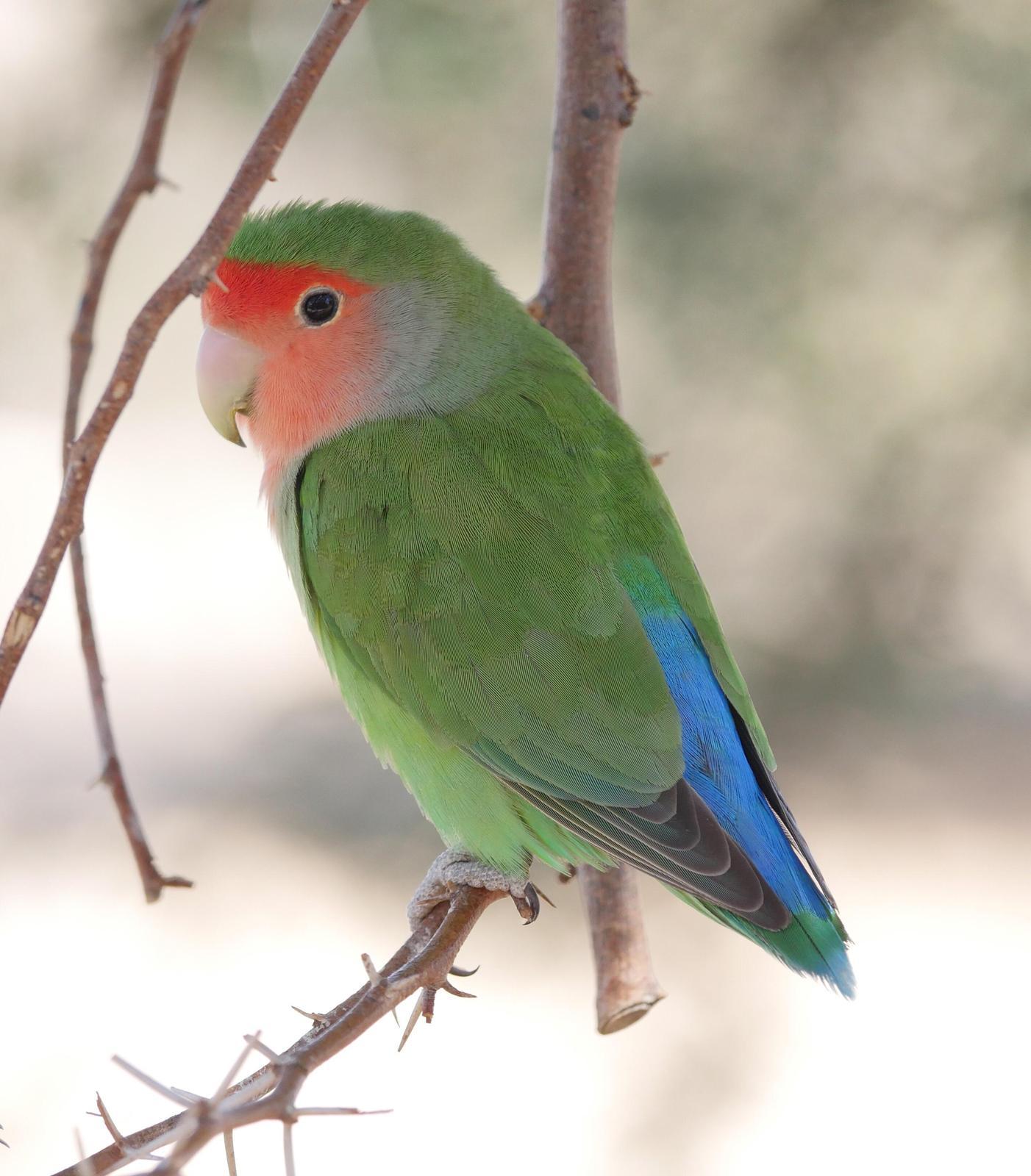 Rosy-faced Lovebird Photo by Peter Lowe