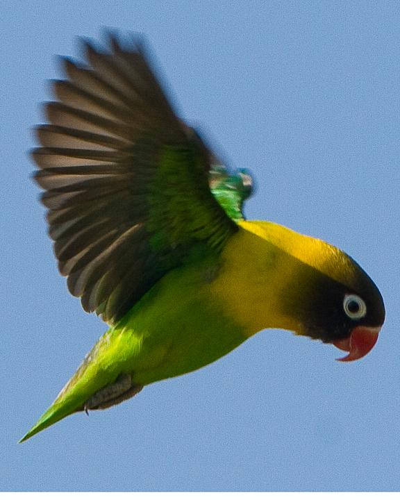 Yellow-collared Lovebird Photo by Rick Harner Photo