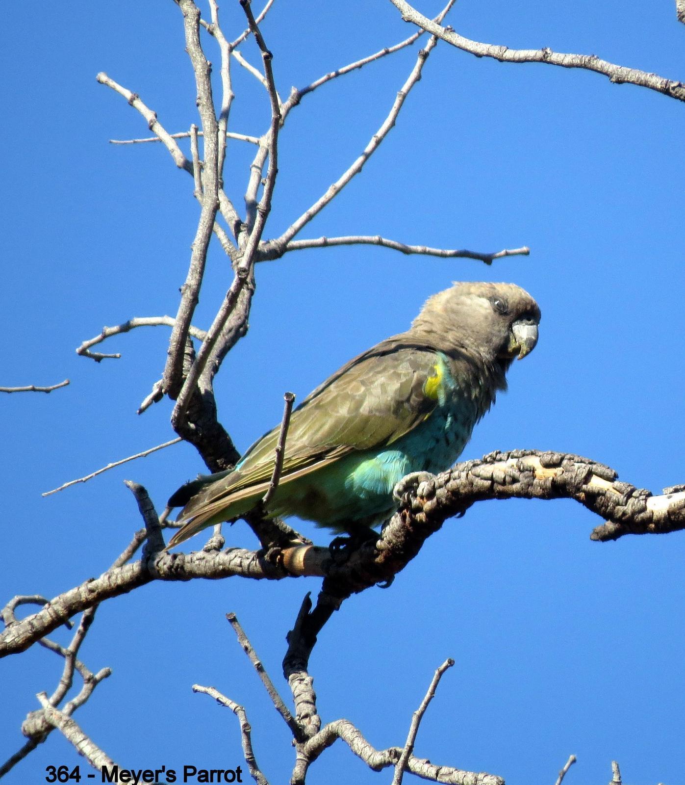 Meyer's Parrot Photo by Richard  Lowe