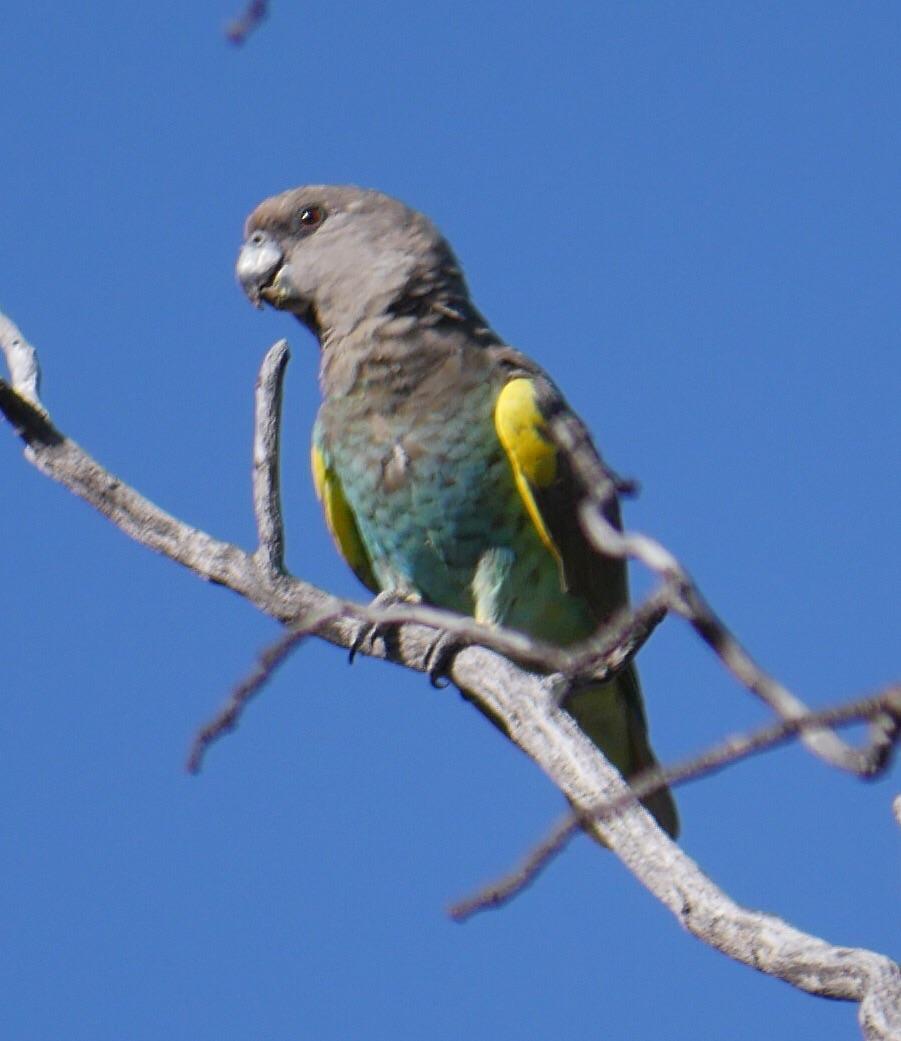 Meyer's Parrot Photo by Peter Lowe