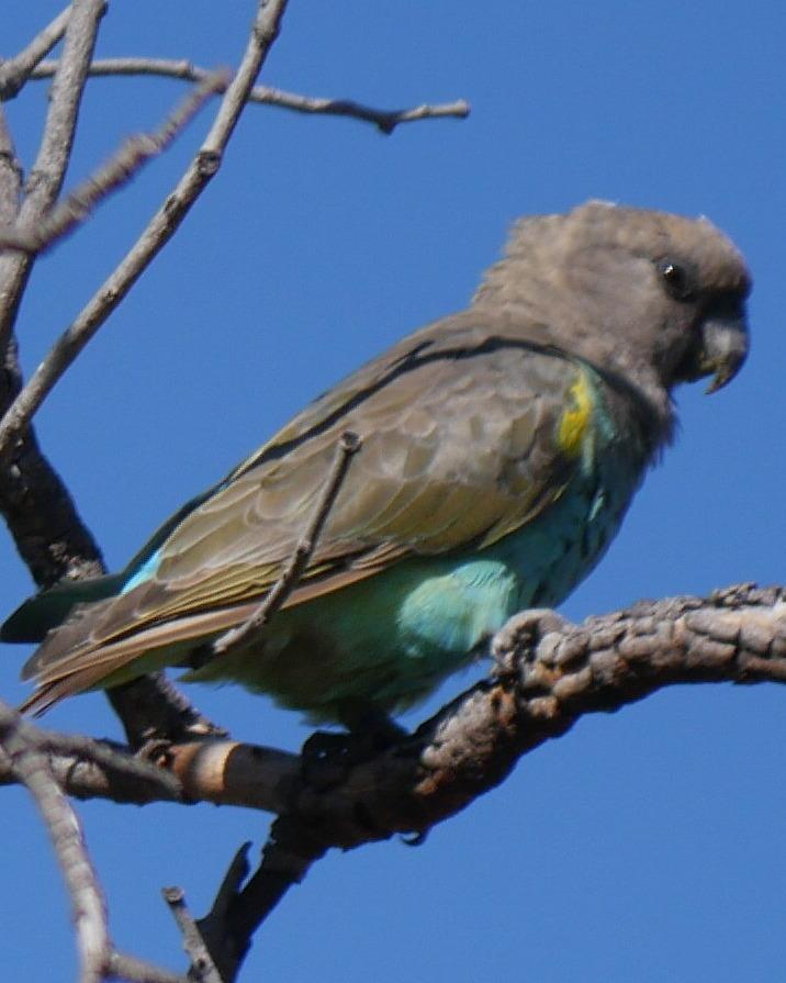 Meyer's Parrot Photo by Peter Lowe