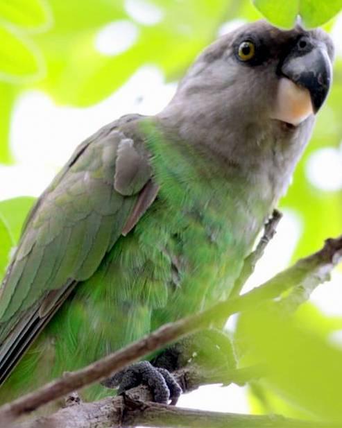 Brown-headed Parrot Photo by Frank Gilliland