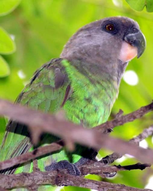 Brown-headed Parrot Photo by Frank Gilliland