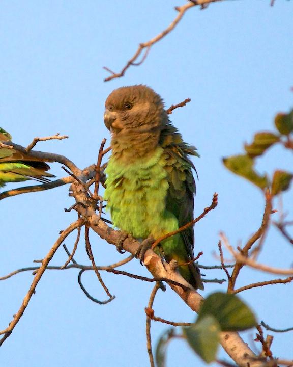 Brown-headed Parrot Photo by Denis Rivard