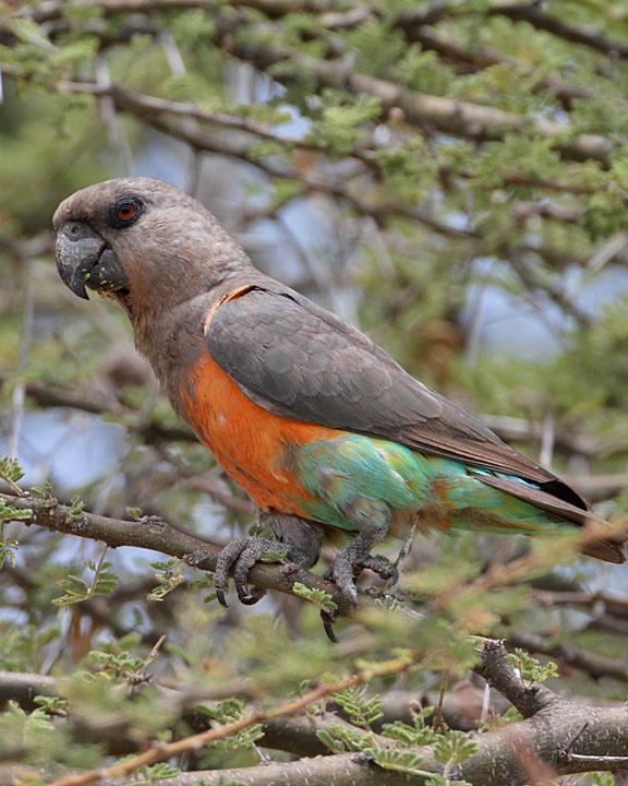 Senegal Parrot Photo by Jack Jeffrey