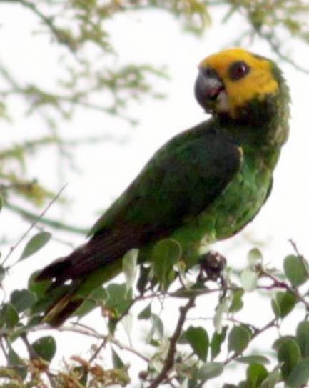 Yellow-fronted Parrot Photo by Frank Gilliland