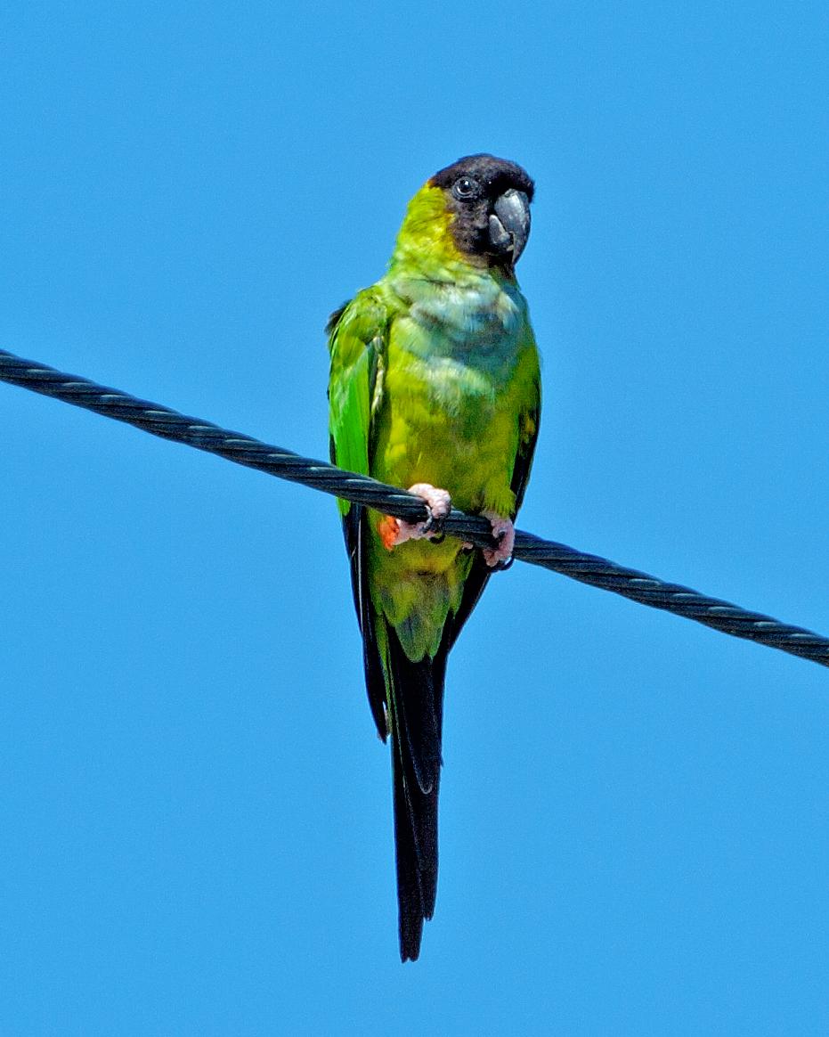 Nanday Parakeet Photo by JC Knoll