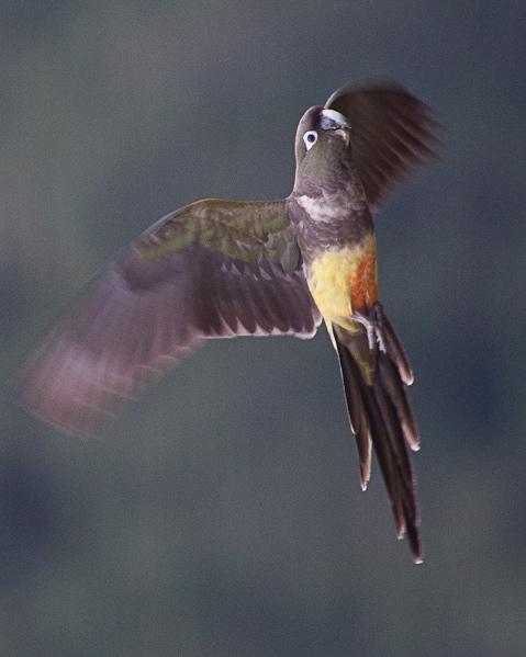 Burrowing Parakeet Photo by Alvaro Jaramillo