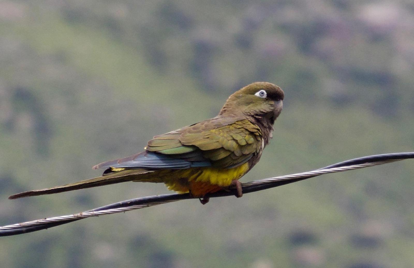 Burrowing Parakeet Photo by Susan Leverton