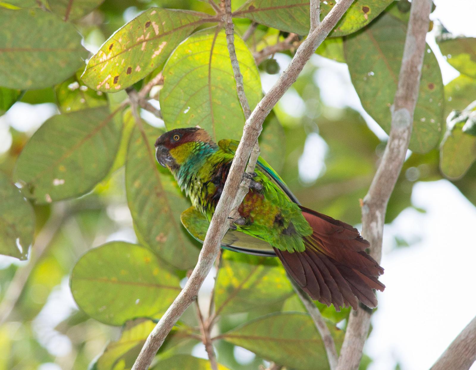 Ochre-marked Parakeet Photo by Evaldo Cesari de Oliveira Jr