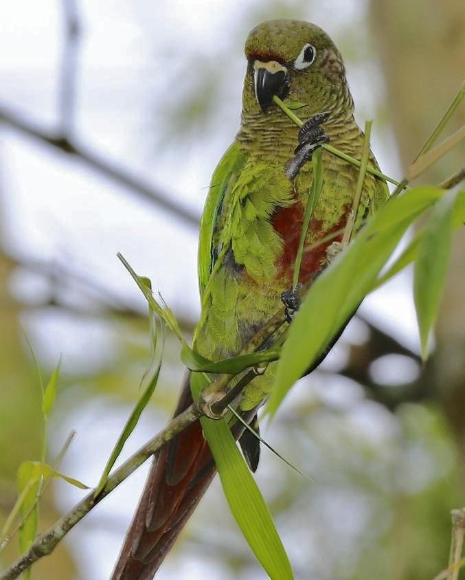 Maroon-bellied Parakeet Photo by Lesley Roy