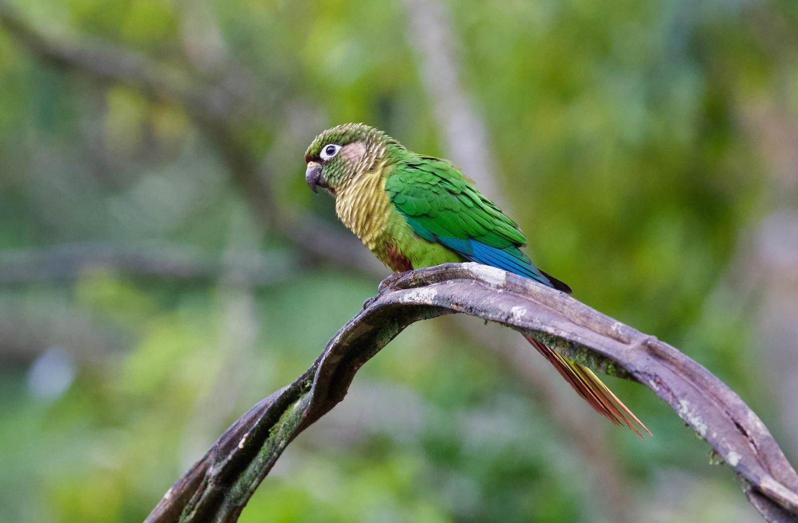Maroon-bellied Parakeet Photo by  